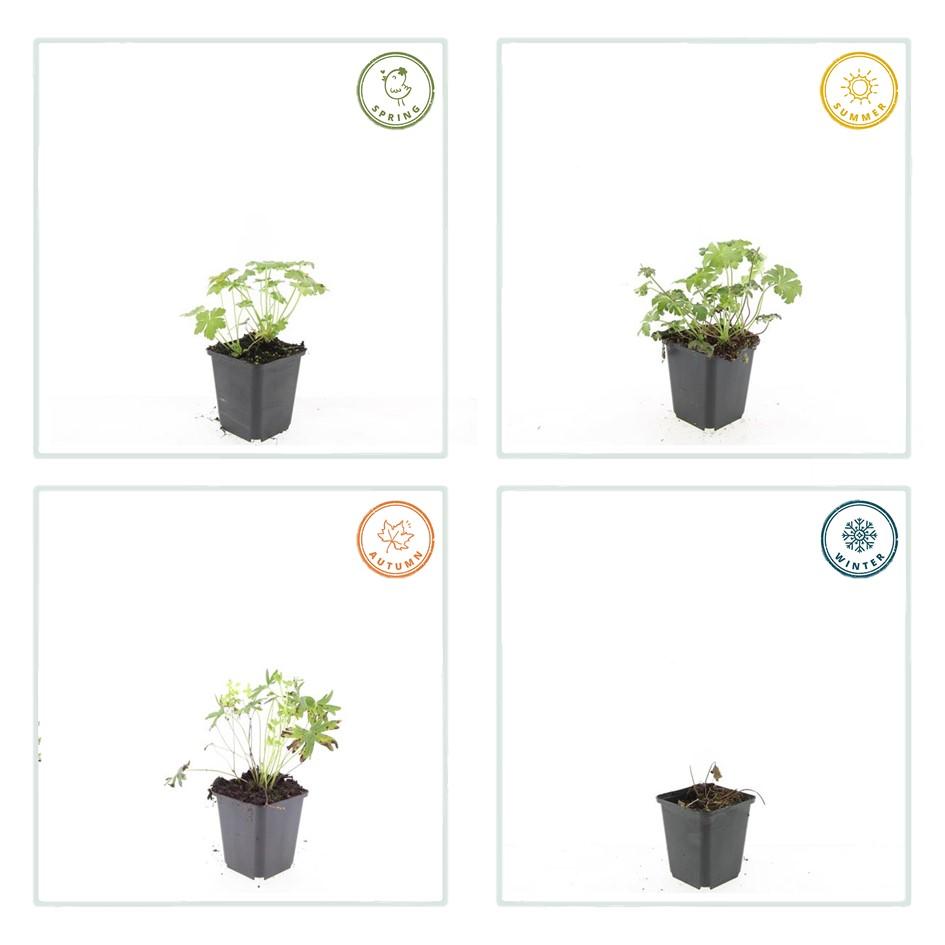 48x Geranium sang. 'Album' - ↕10-25cm - Ø9cm