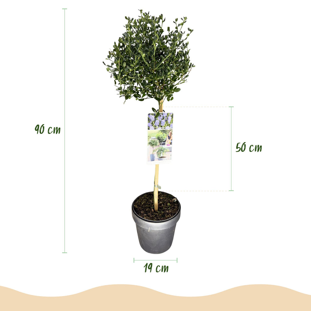 Plant op Stam - Ceanothus impressus Victoria - Terras Plant - Bladhoudend - Winterhard - Paarse Bloem - Pot 19cm Hoogte 90cm