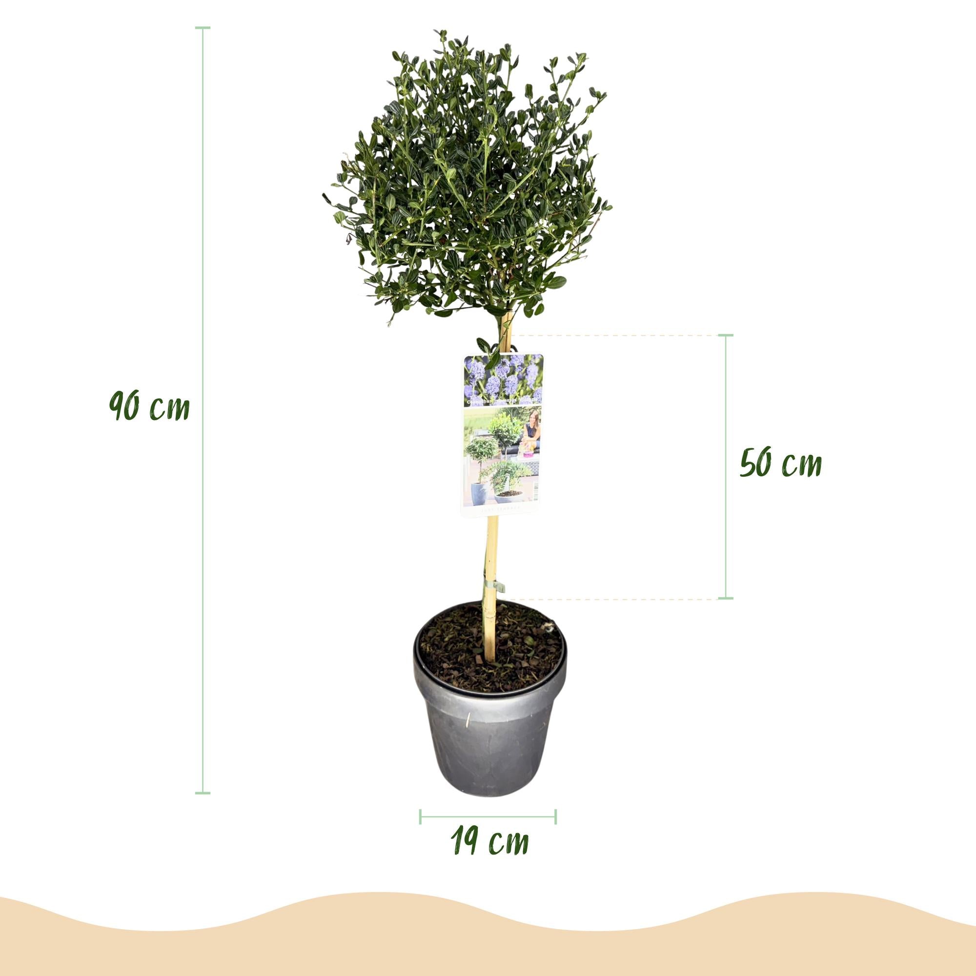 Plant op Stam - Ceanothus impressus Victoria - Terras Plant - Bladhoudend - Winterhard - Paarse Bloem - Pot 19cm Hoogte 90cm