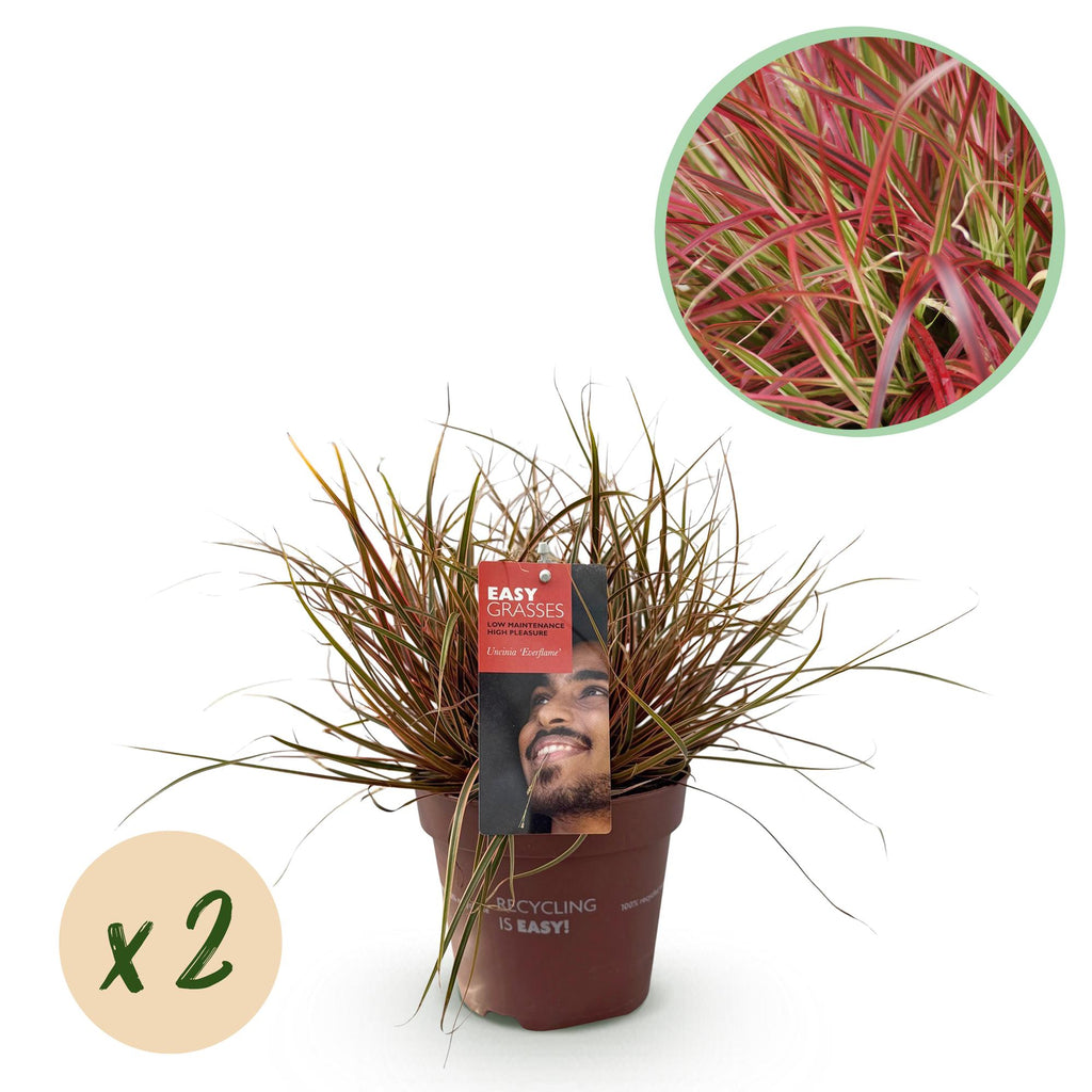 Siergrassen - Uncinia rubra Everflame  - Rood - 2 Planten - Bladhoudend - Weinig Onderhoud - Pot 17cm Hoogte 50cm