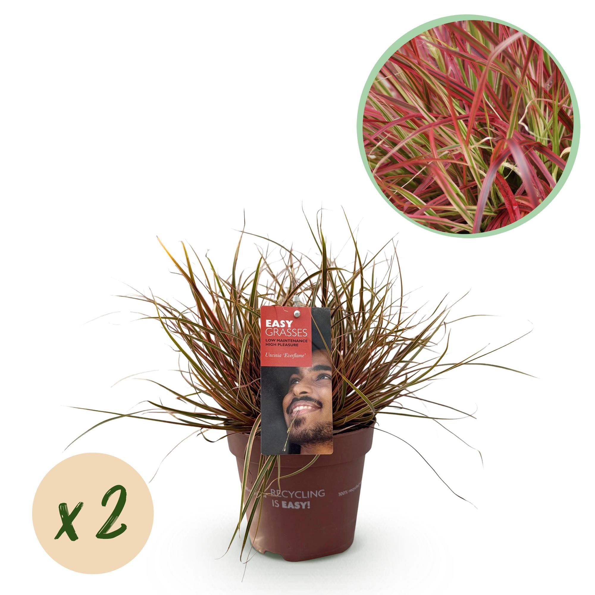 Siergrassen - Uncinia rubra Everflame  - Rood - 2 Planten - Bladhoudend - Weinig Onderhoud - Pot 17cm Hoogte 50cm