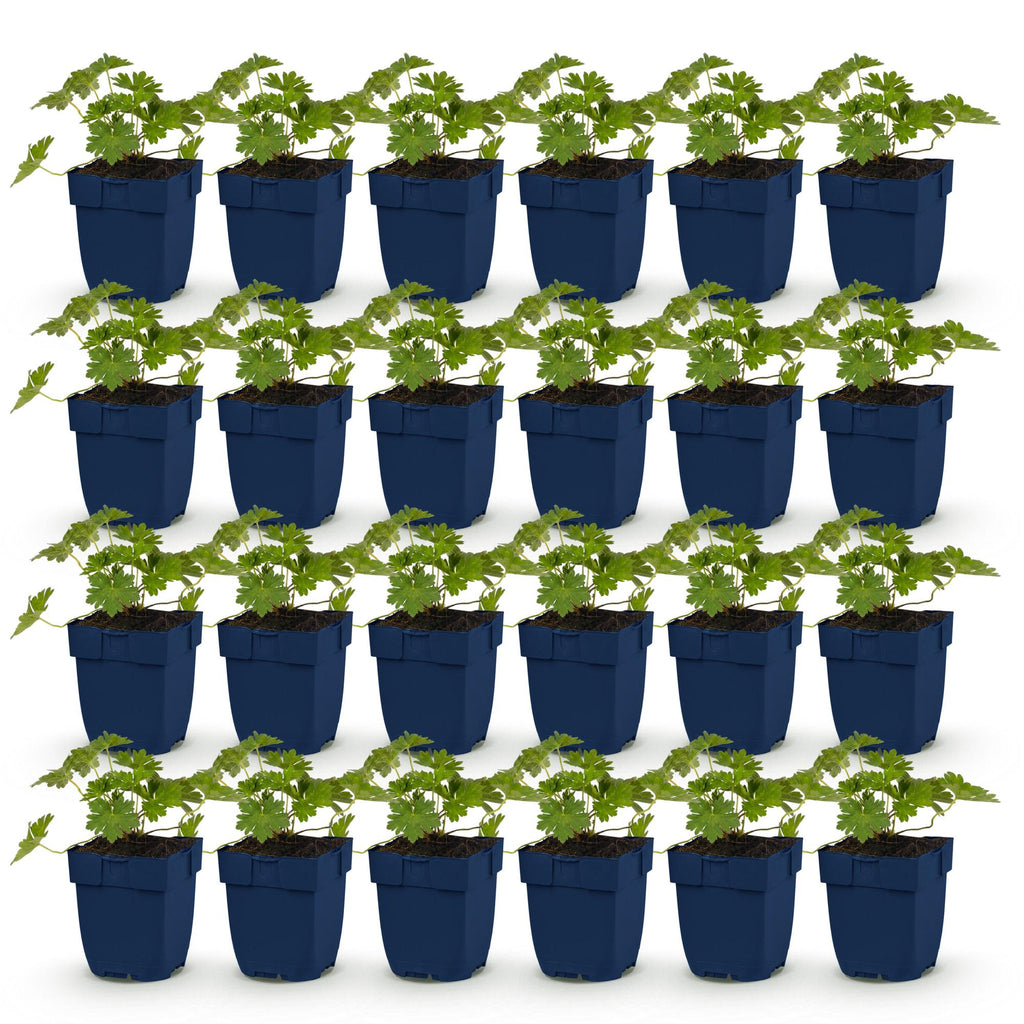 Vasteplant - Geranium 'Rozanne' - Ooievaarsbek - Bodembedekkend - Blauw - 24 Planten - Pot 11cm - Hoogte 15-25cm