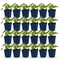 Vasteplant - Geranium 'Rozanne' - Ooievaarsbek - Bodembedekkend - Blauw - 24 Planten - Pot 11cm - Hoogte 15-25cm
