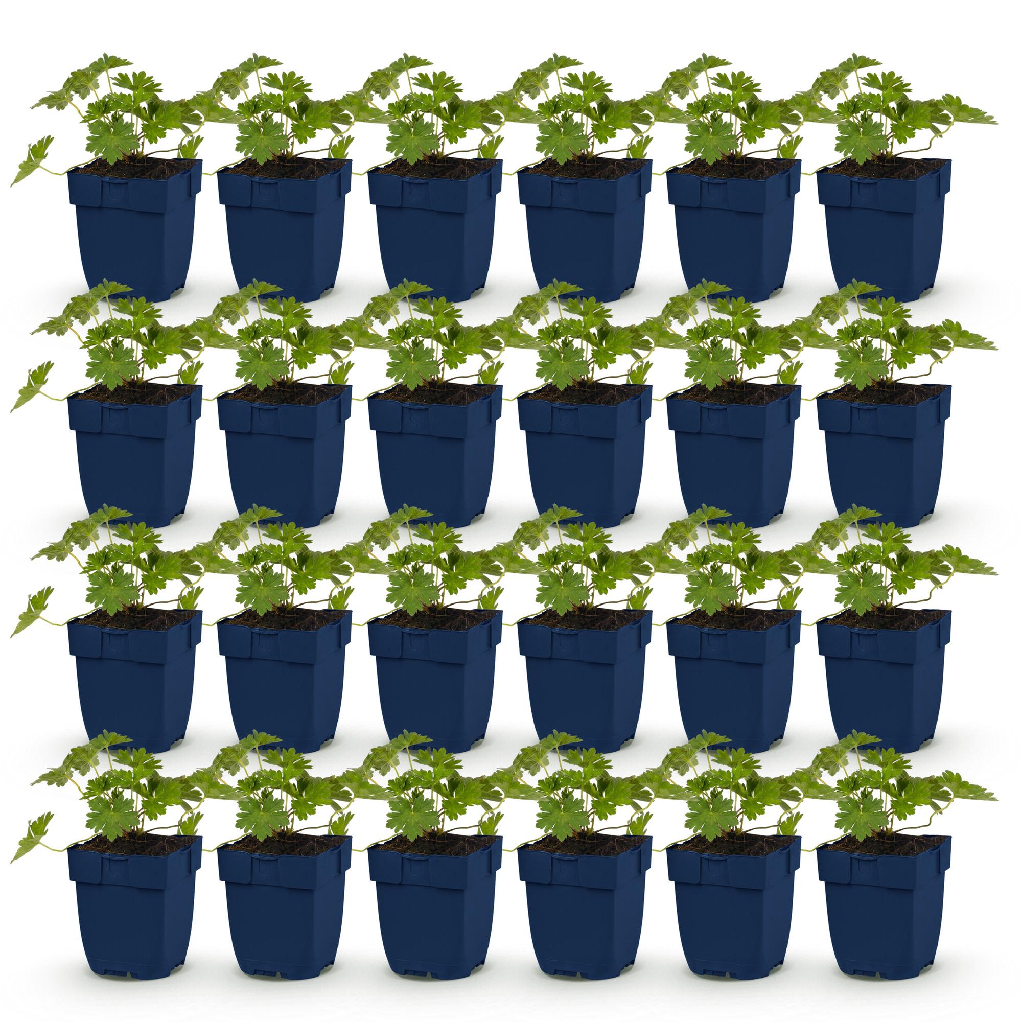 Vasteplant - Geranium 'Rozanne' - Ooievaarsbek - Bodembedekkend - Blauw - 24 Planten - Pot 11cm - Hoogte 15-25cm