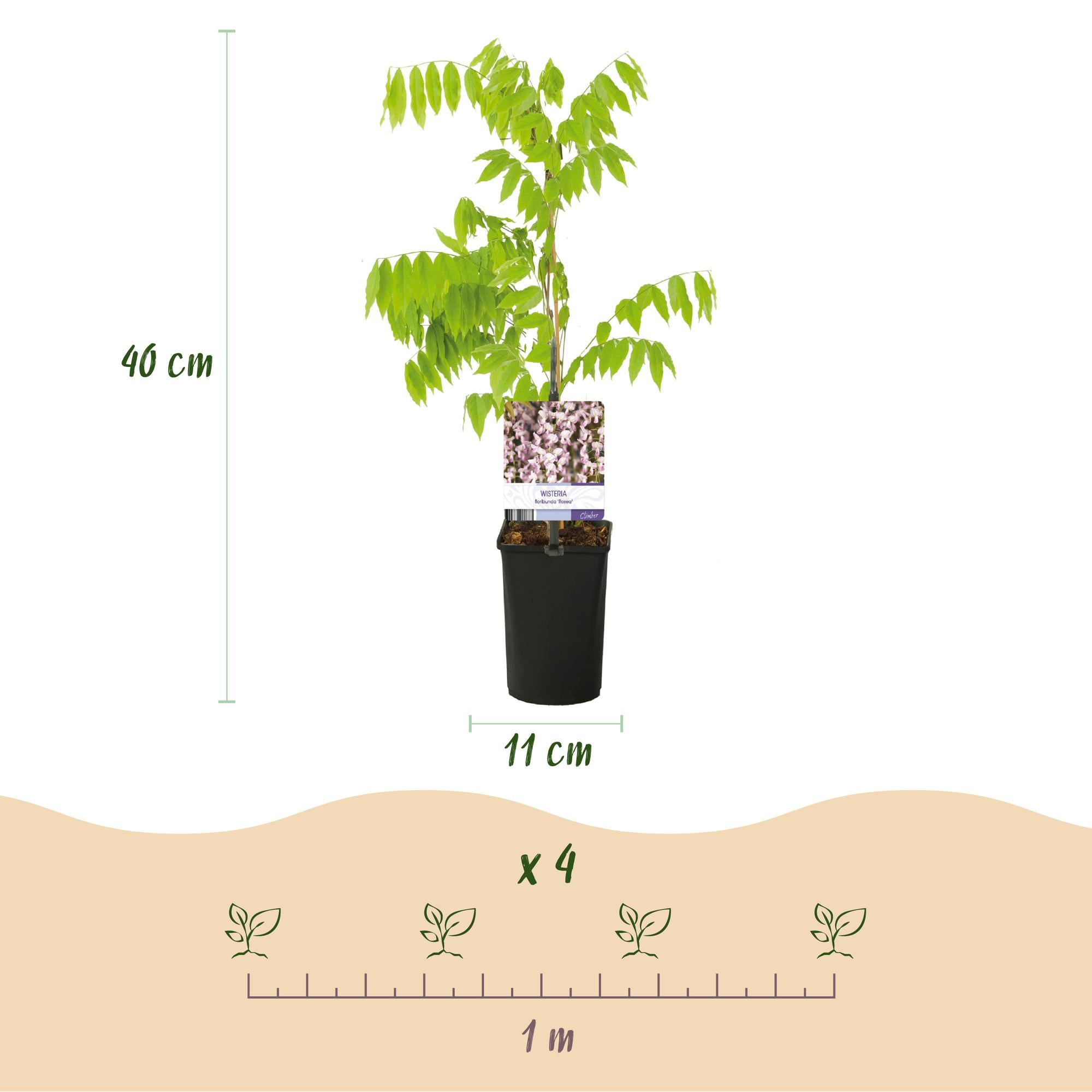 Blauwe regen - Wisteria floribunda Rosea - Bloem roze  - 1 plant - Pot 11cm Hoogte 40cm