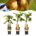 Fruitplant - Actinidia Weiki & Golden Kiwi - Kiwiplant - 1 Mannelijke - 2 Vrouwelijke - Planten - Geel - Pot 15cm - Hoogte 50cm