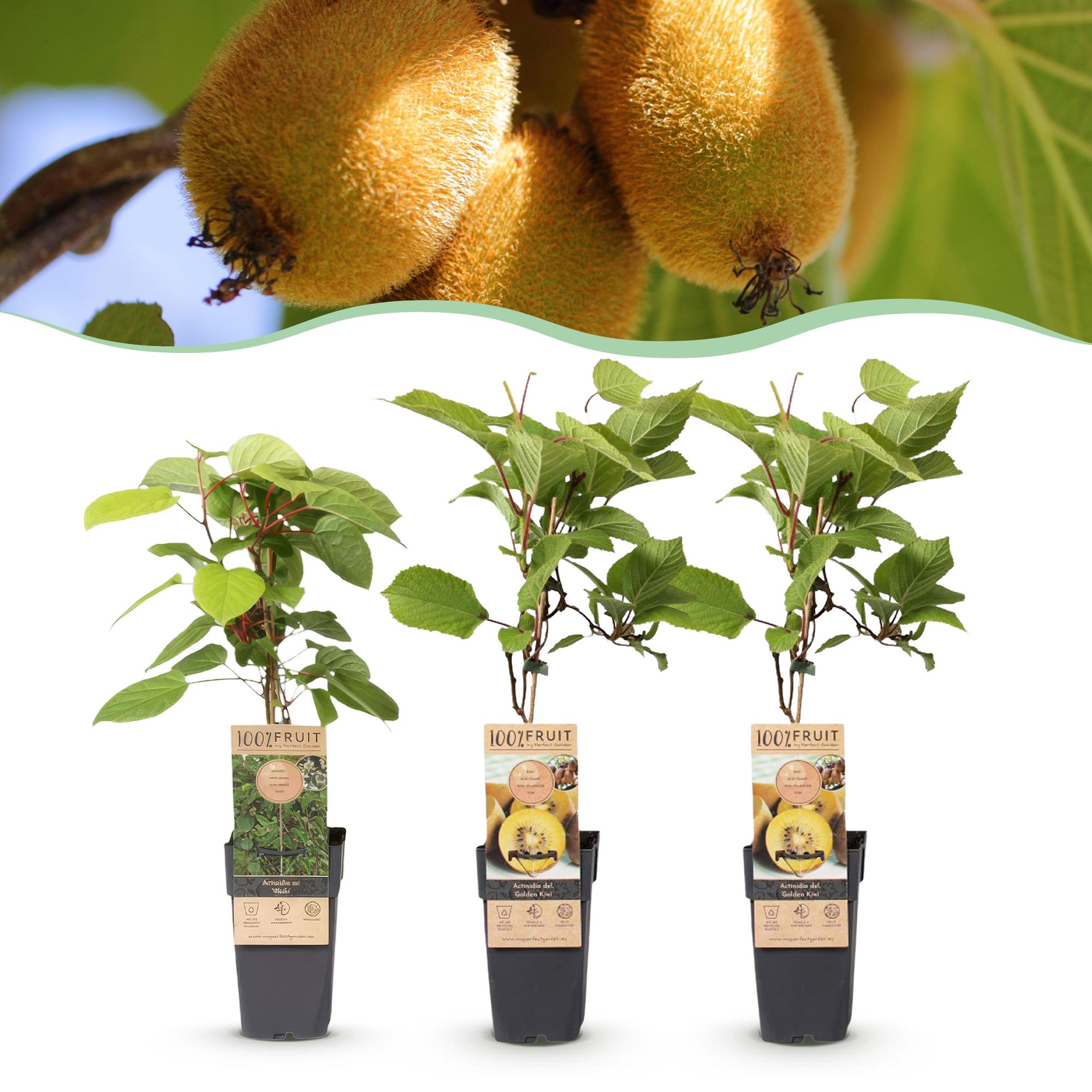 Fruitplant - Actinidia Weiki & Golden Kiwi - Kiwiplant - 1 Mannelijke - 2 Vrouwelijke - Planten - Geel - Pot 15cm - Hoogte 50cm