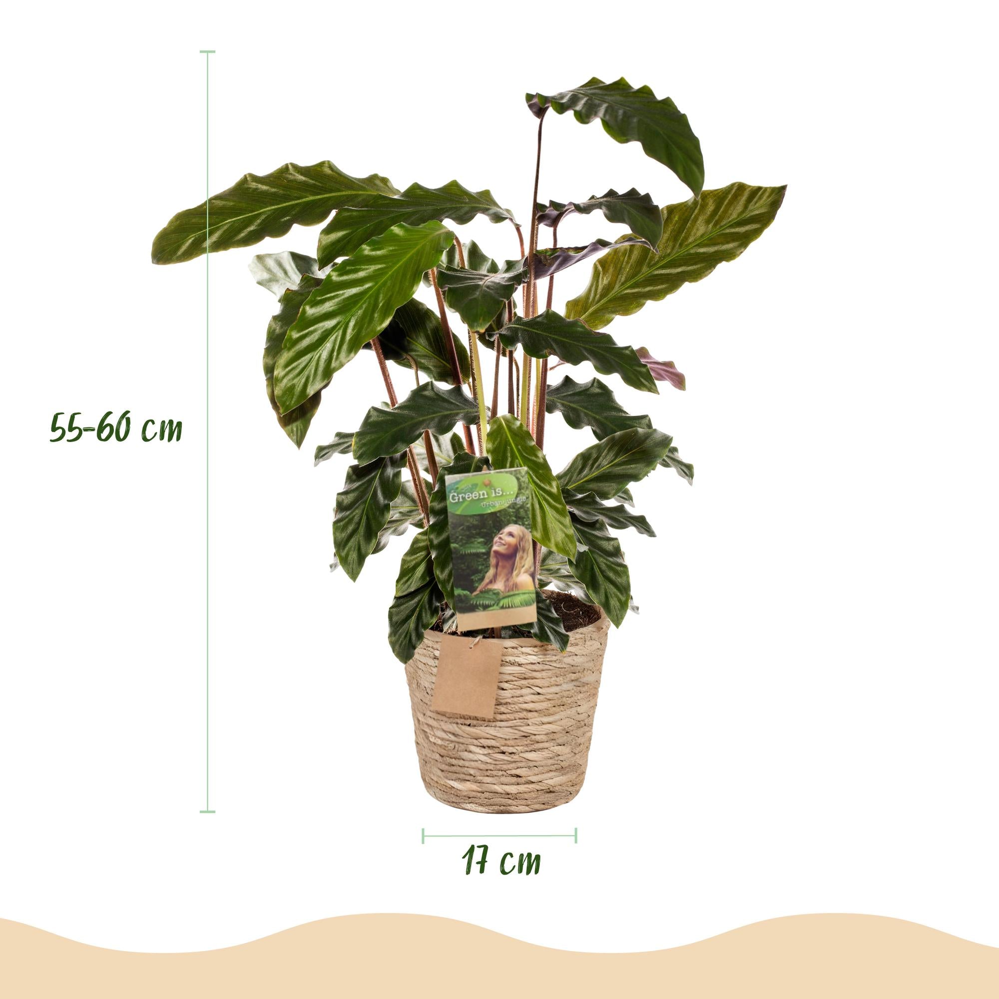 Green is... Kamerplanten - Calathea Rufibarba - Pauwen plant - Weinig onderhoud - met mand - Groen - 2 Planten - Pot 17cm - Hoogte 55-60cm