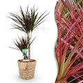 Green is... Kamerplanten - Dracaena Magenta - Drakenbloedboom - Weinig onderhoud - met mand - Groen - 1 Plant - Pot 21cm - Hoogte 90-100cm