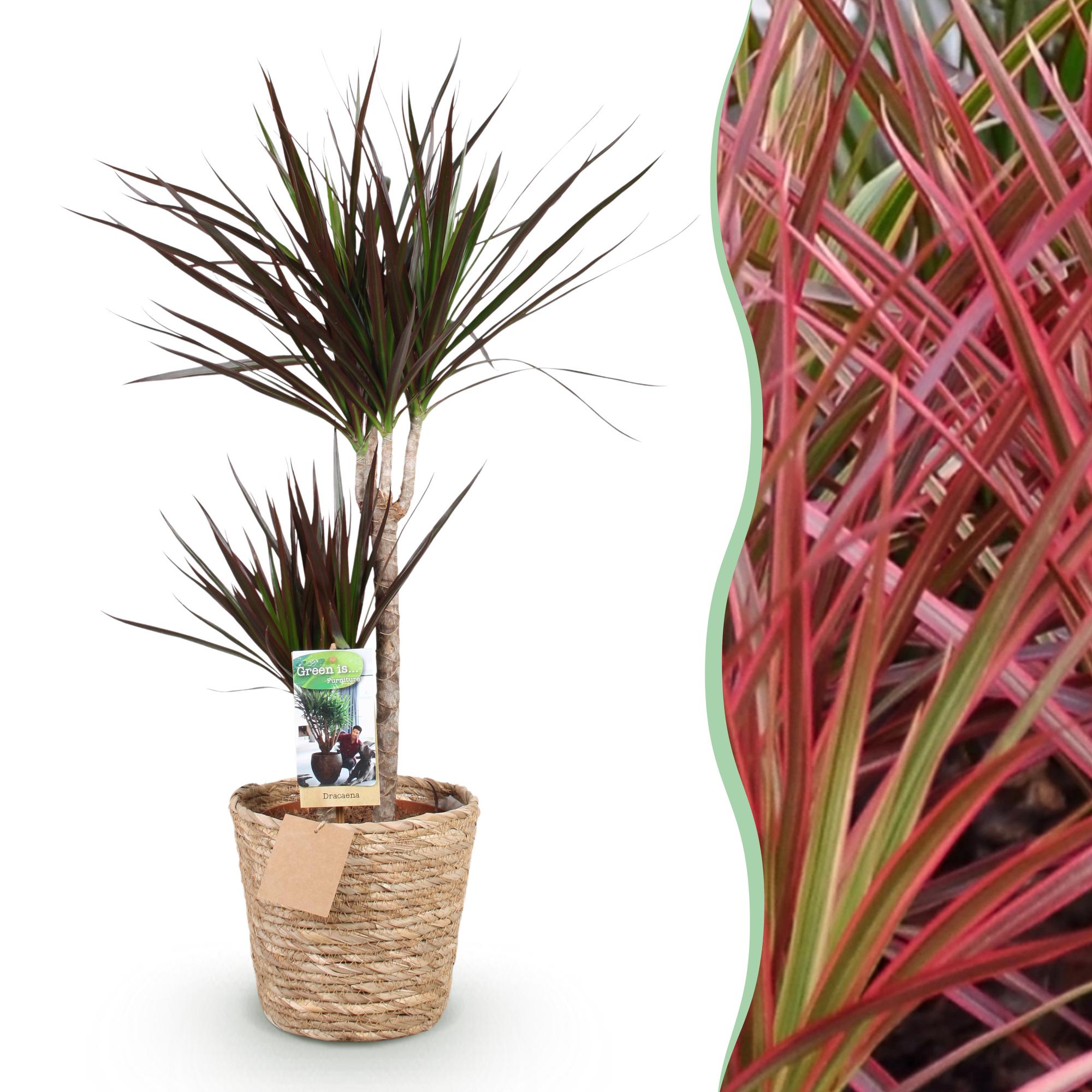 Green is... Kamerplanten - Dracaena Magenta - Drakenbloedboom - Weinig onderhoud - met mand - Groen - 1 Plant - Pot 21cm - Hoogte 90-100cm