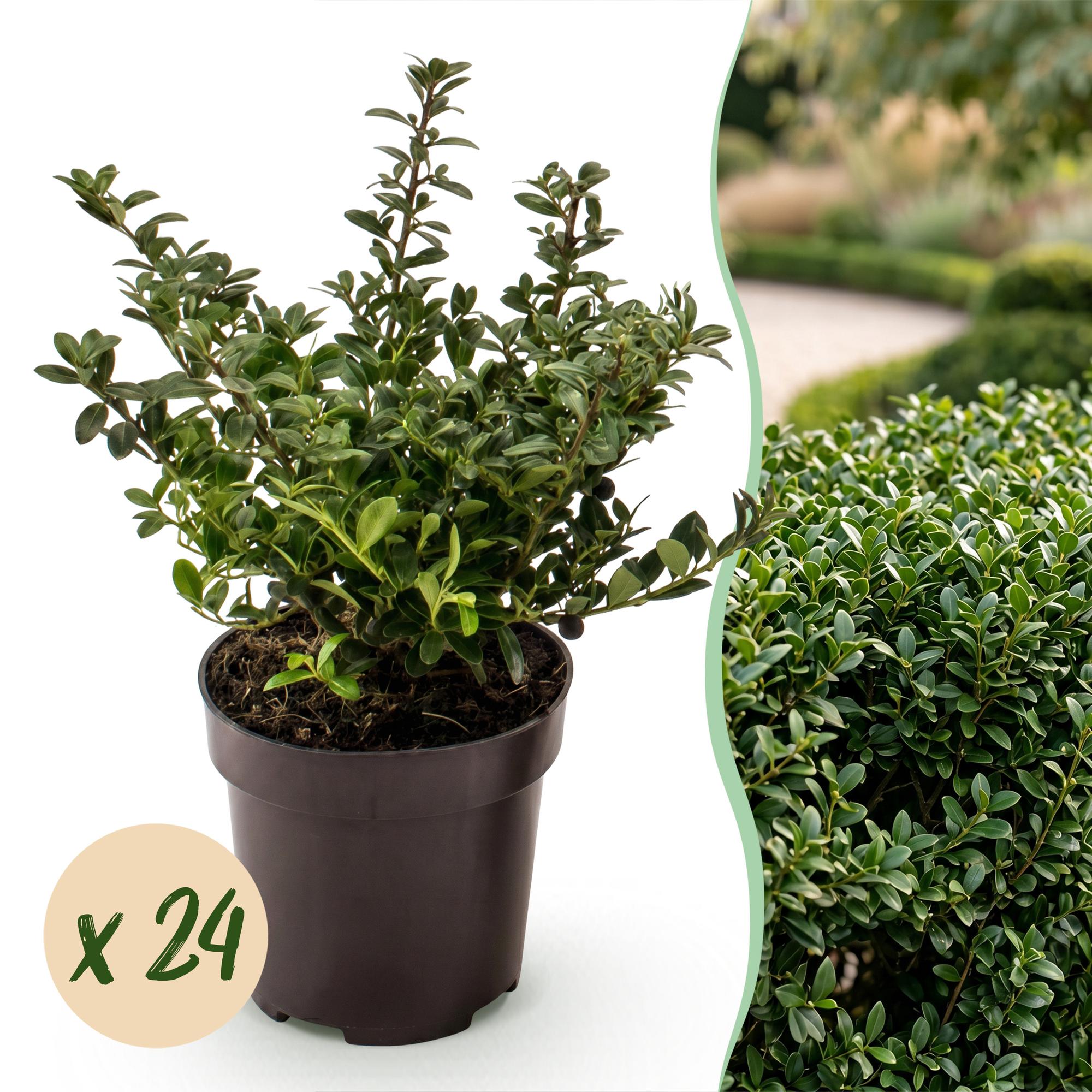 24x Ilex crenata Stokes - Japanse Hulst - Haagplanten - Groenblijvend - Groen - Pot 9cm - Hoogte 20-30cm