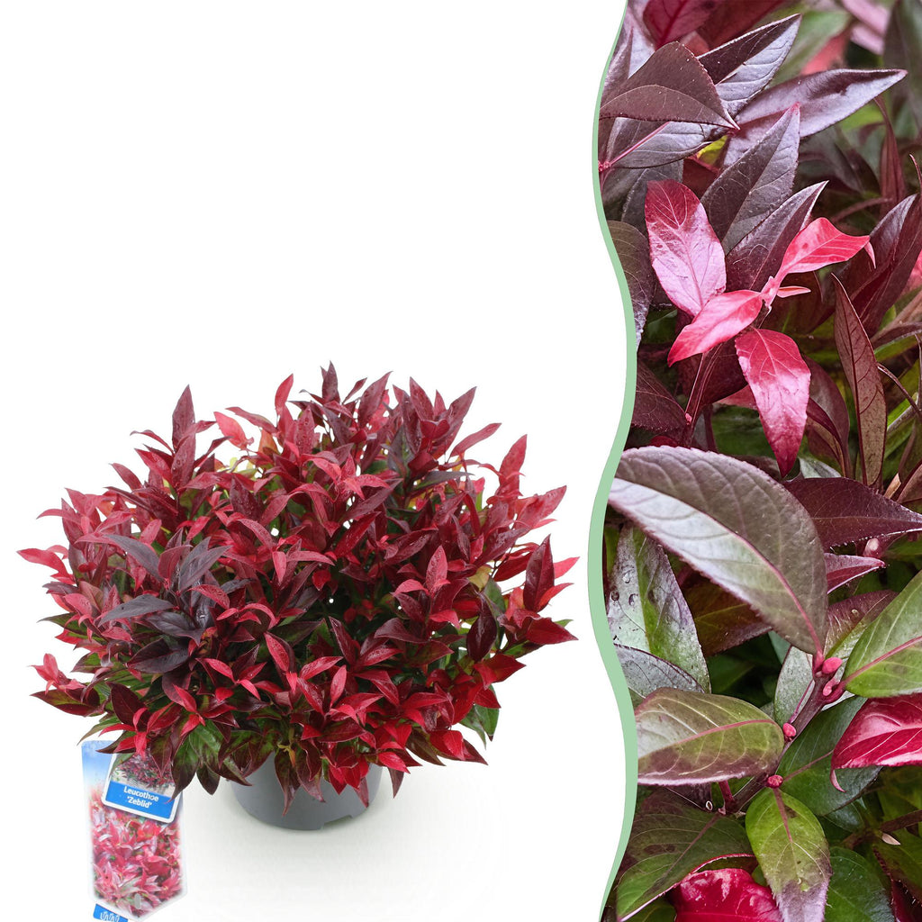 Tuinplant - Leucothoe Zeblid - Rood - 1 Plant - Groenblijvend - Weinig Onderhoud - Pot 17cm Hoogte 45cm