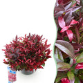 Tuinplant - Leucothoe Zeblid - Rood - 1 Plant - Groenblijvend - Weinig Onderhoud - Pot 17cm Hoogte 45cm