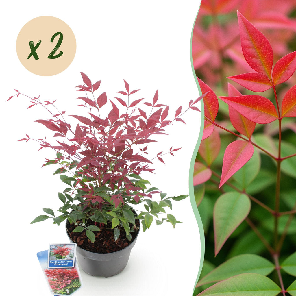Tuinplant - Nandina Obsessed - Rood - 2 Planten - Groenblijvend - Weinig Onderhoud - Pot 17cm Hoogte 45cm