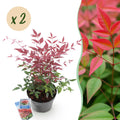 Tuinplant - Nandina Obsessed - Rood - 2 Planten - Groenblijvend - Weinig Onderhoud - Pot 17cm Hoogte 45cm