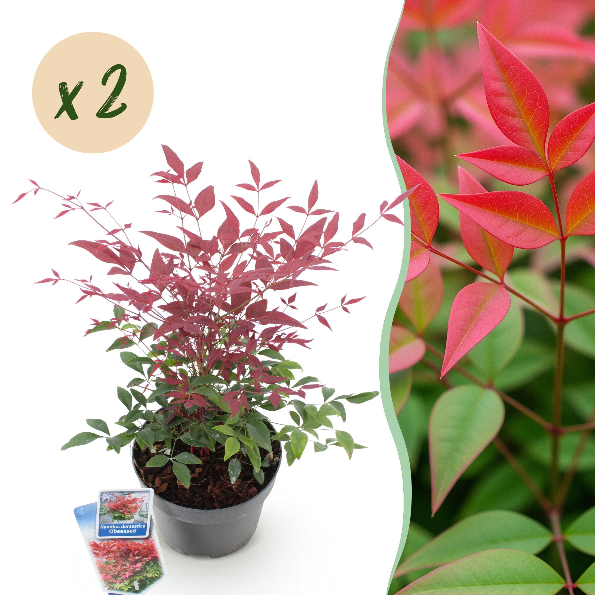 Tuinplant - Nandina Obsessed - Rood - 2 Planten - Groenblijvend - Weinig Onderhoud - Pot 17cm Hoogte 45cm