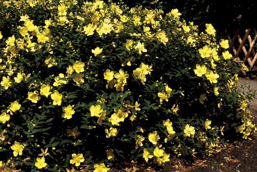48x Hypericum 'Hidcote' - ↕10-25cm - Ø9cm