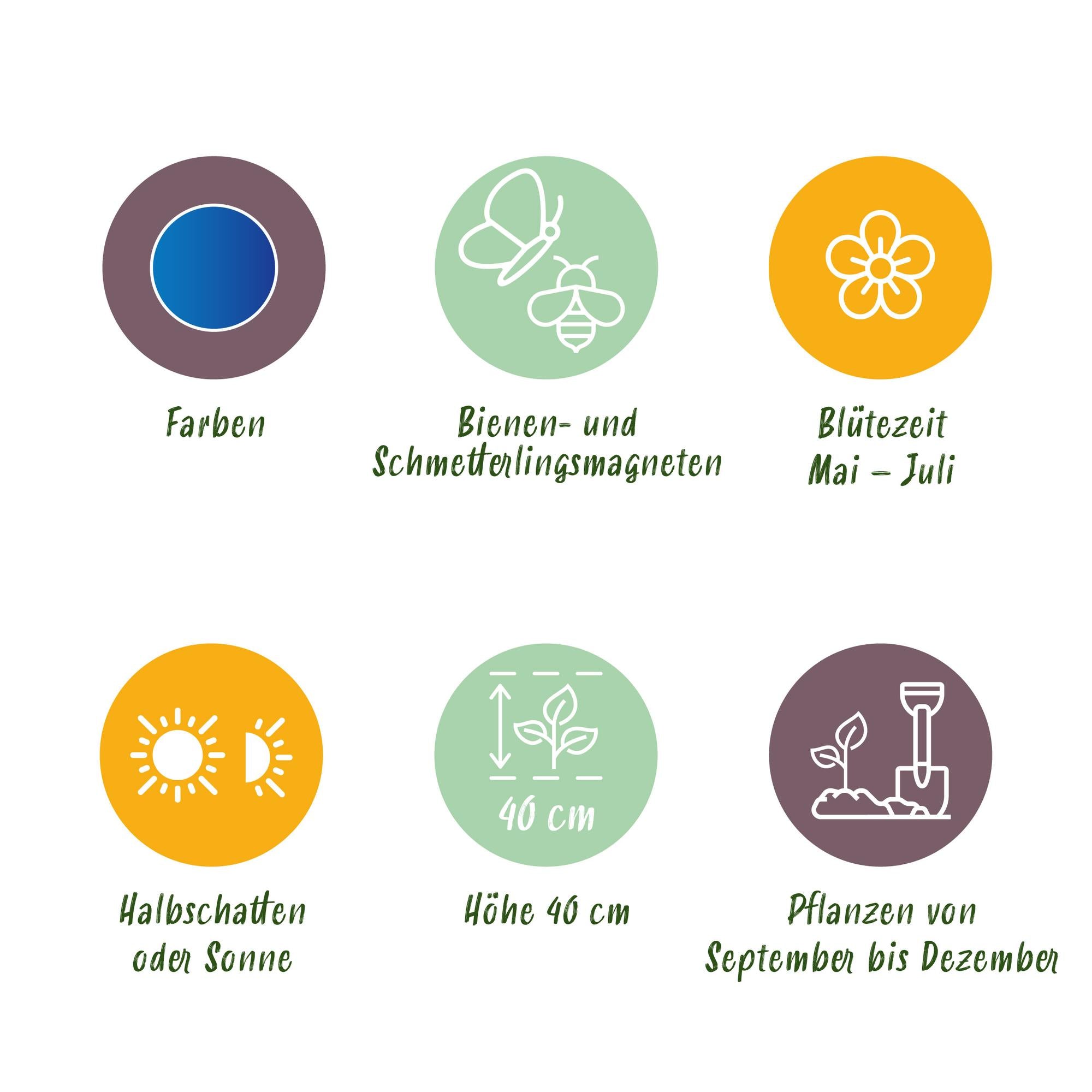 Bloembollen - Allium Caeruleum - Kleur Blauw - 40 stuks - Bolmaat 4/5 - XXL Pack