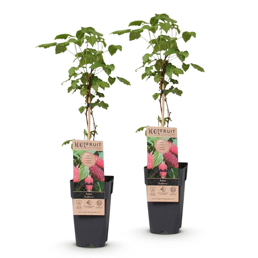 Fruitplant - Rubus log. Tayberry - Braamboos - Winterhard - Paarse Framboos - 2 Planten - Pot 15cm - Hoogte 50cm