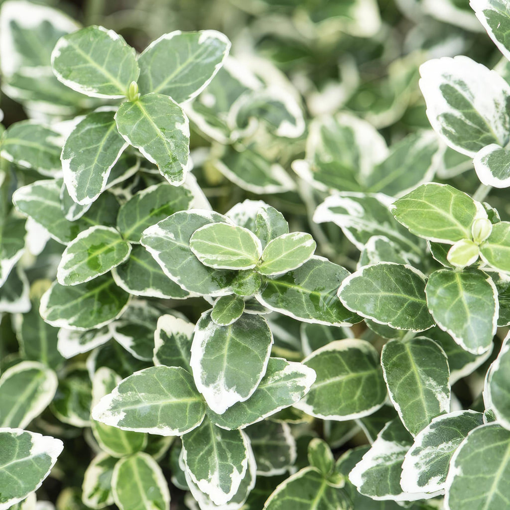 60x Euonymus fort. 'Emerald Gaiety' - ↕10-25cm - Ø9cm