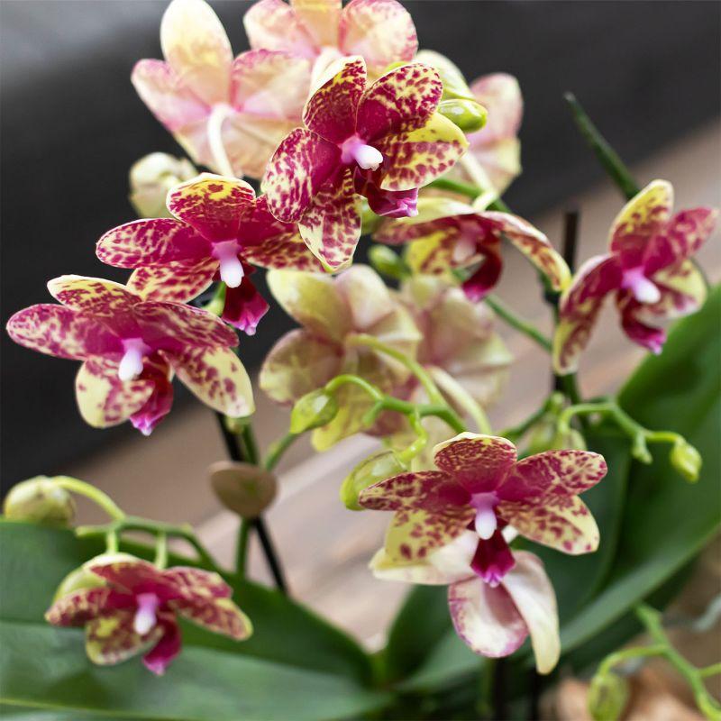 Kolibri Orchids | Oranje orchidee Grosetto met Poppy sierpot oranje– potmaat Ø9 cm – vers van de kweker