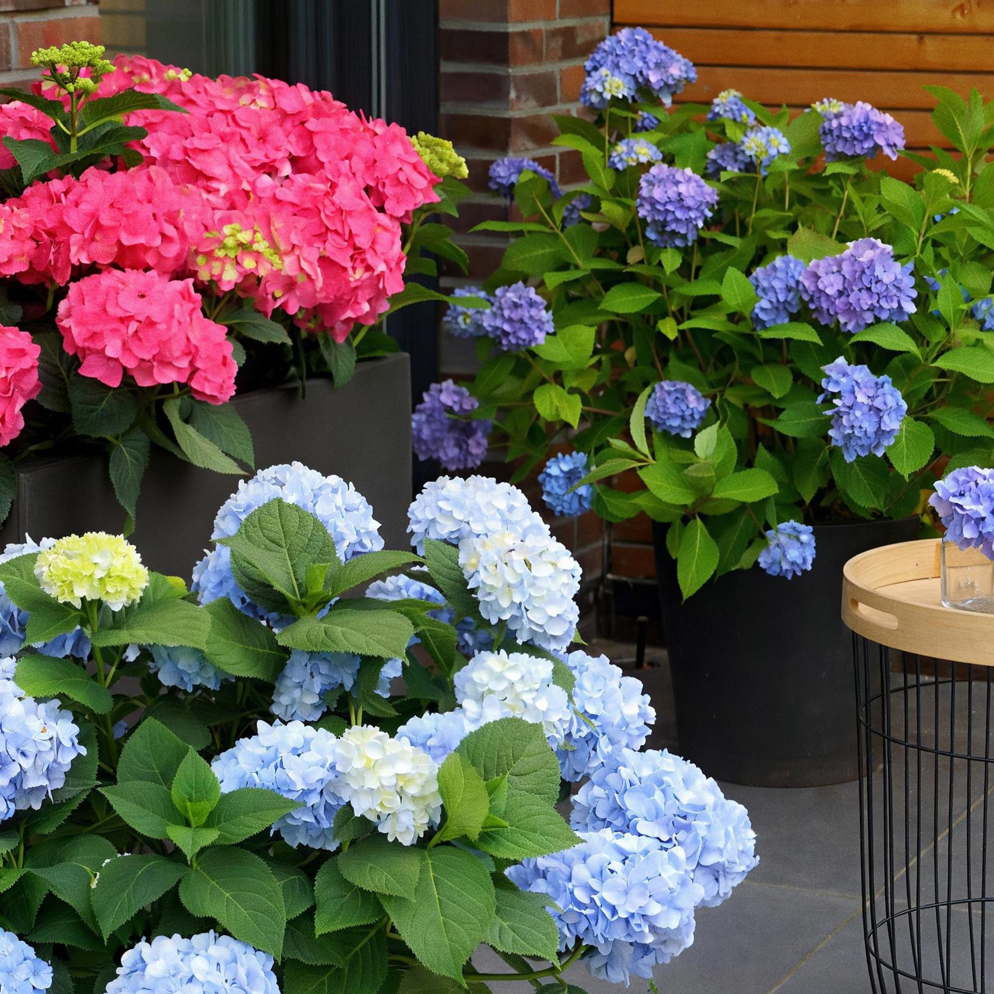 Tuinplant - Hydrangea Endles Summer The Orginal Blue - Hortensia - Winterhard - Blauw - 1 Plant - Pot 14cm - Hoogte 20-25cm