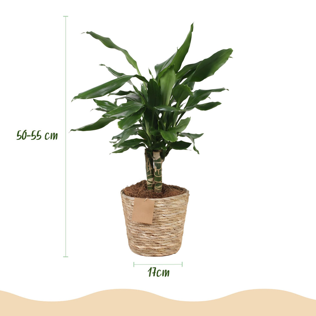 Green is... Kamerplanten - Dracaena fragrans Steudneri - Drakenbloedboom - Weinig onderhoud - met mand - Groen - 1 Plant - Pot 17cm - Hoogte 50-55cm