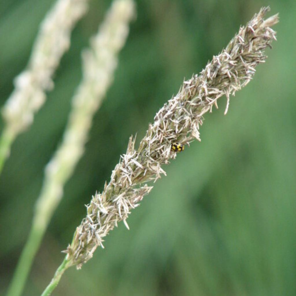 24x Sesleria autumnalis - ↕10-25cm - Ø9cm