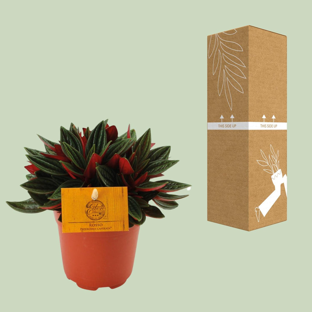 Peperomia Caperata Rosso - Ø10,5cm - ↕15cm
