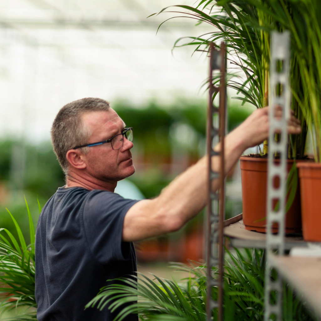 Areca palm - Ø21cm - ↕130cm