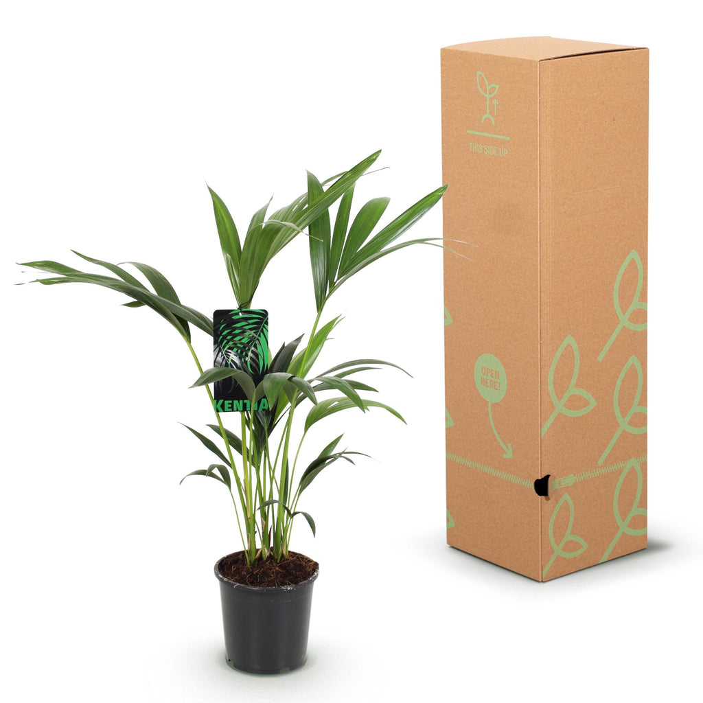 Kamerplant - Howea Forsteriana - Kentia Palm - Weinig Onderhoud - Groen - 1 plant - Pot 17cm - Hoogte 70-75cm