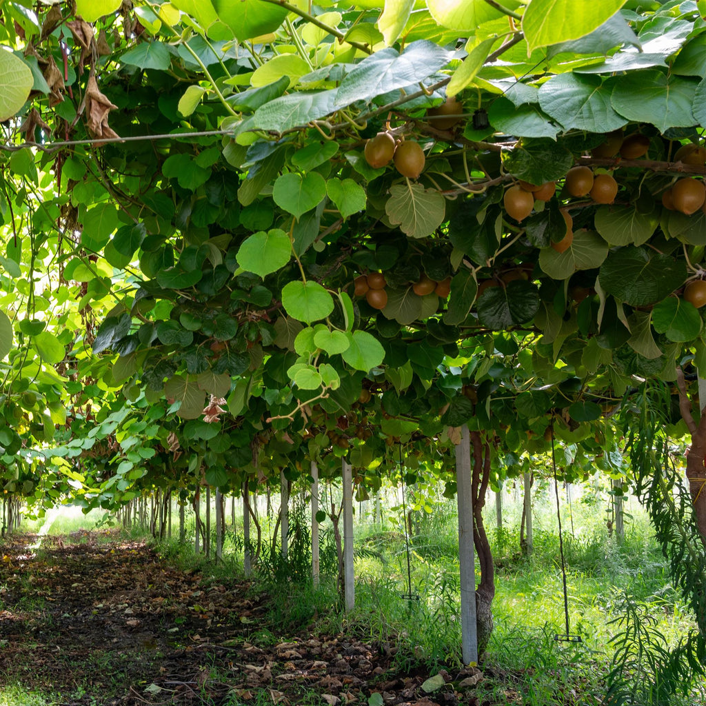 Fruitplant - Actinidia deliciosa Jenny - Kiwiplant - Zelfbestuivend - Groene Vrucht - 2 Planten - Pot 15cm - Hoogte 50cm