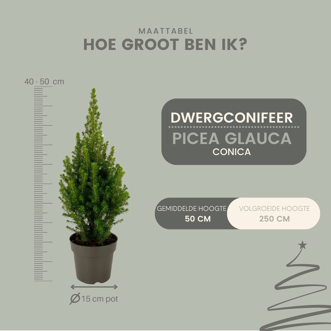 2x Picea glauca Perfecta - 15 cm Ø - 40 cm ↨