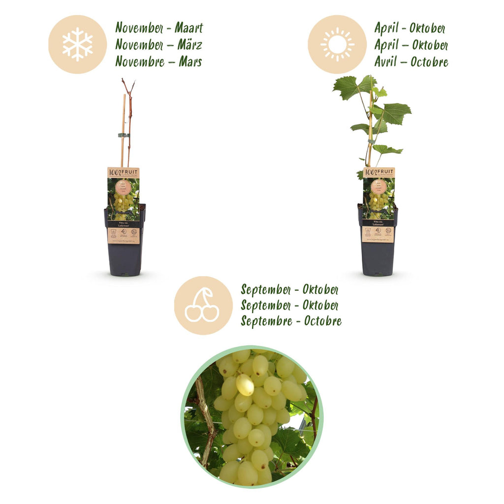 Fruitplant - Vitis vinifera Lakemont - Druivenplant - Winterhard - Goudgele Druif - 2 Planten - Pot 15cm - Hoogte 50cm