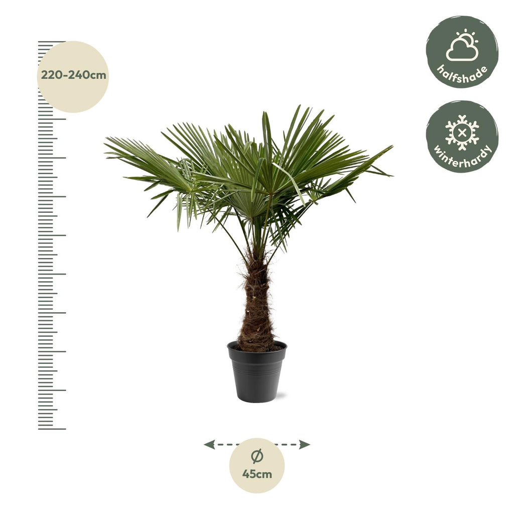 Trachycarpus Fortuneii - 220 - 240cm - Ø40-45
