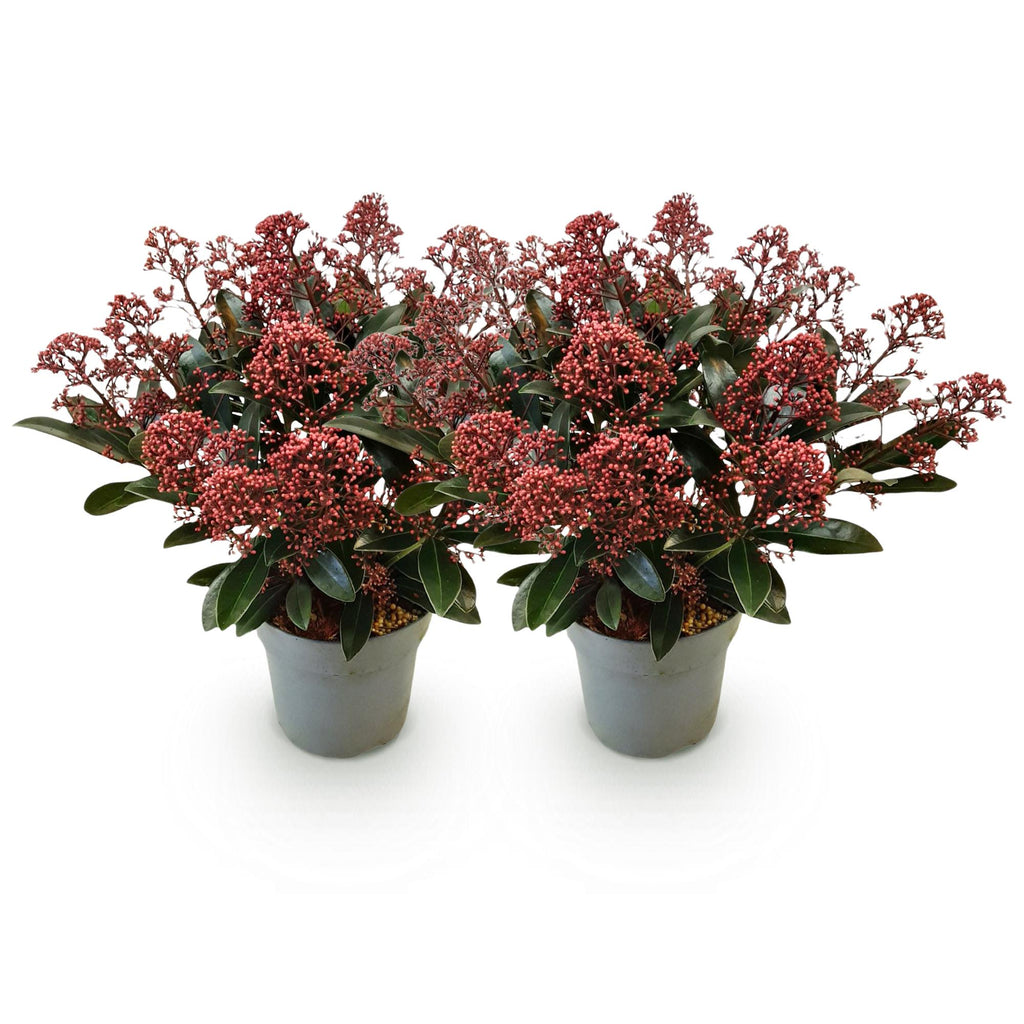 Terrasplant - Skimmia japonica Rubella - Bloem Rood - 15+ Bloemen - 2 Planten - Winterhard - Pot 15cm Hoogte 30cm