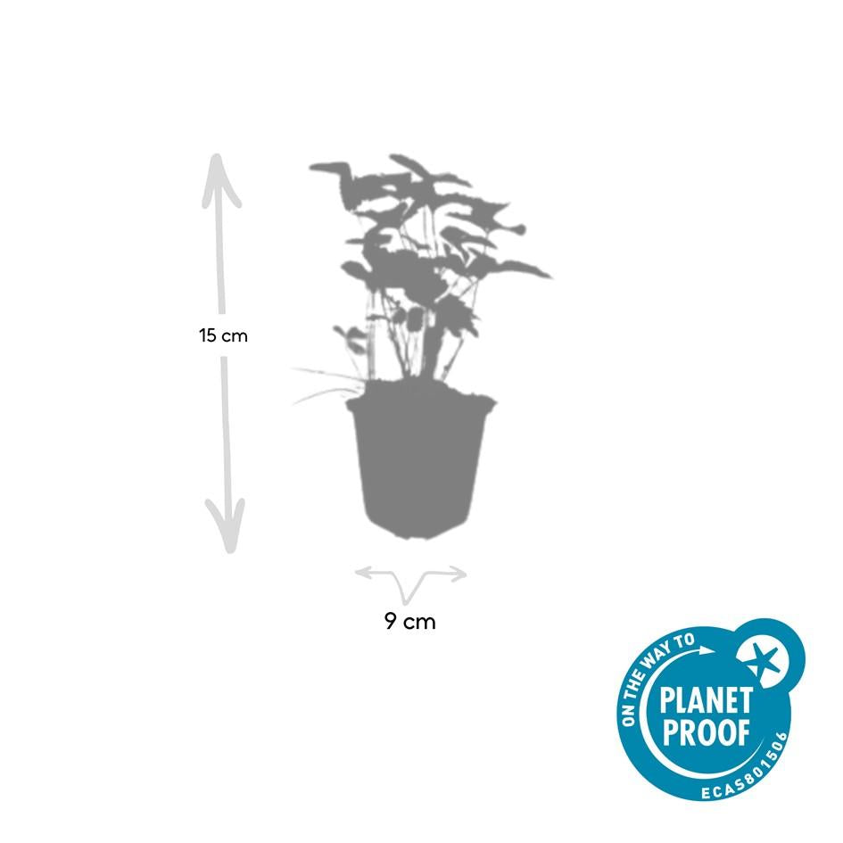 24x Fragaria vesca - ↕10-25cm - Ø9cm