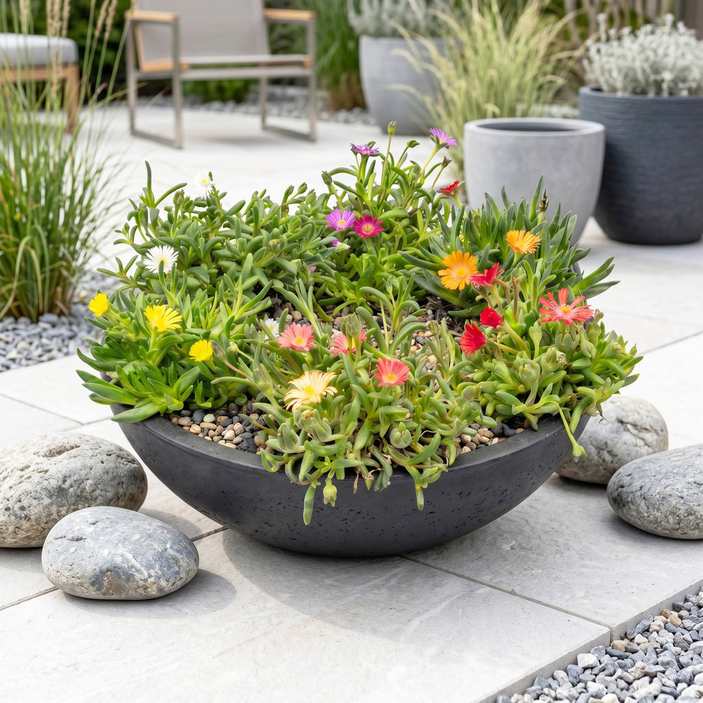 12x - Delosperma mix - Ø7cm - ↕10-12cm
