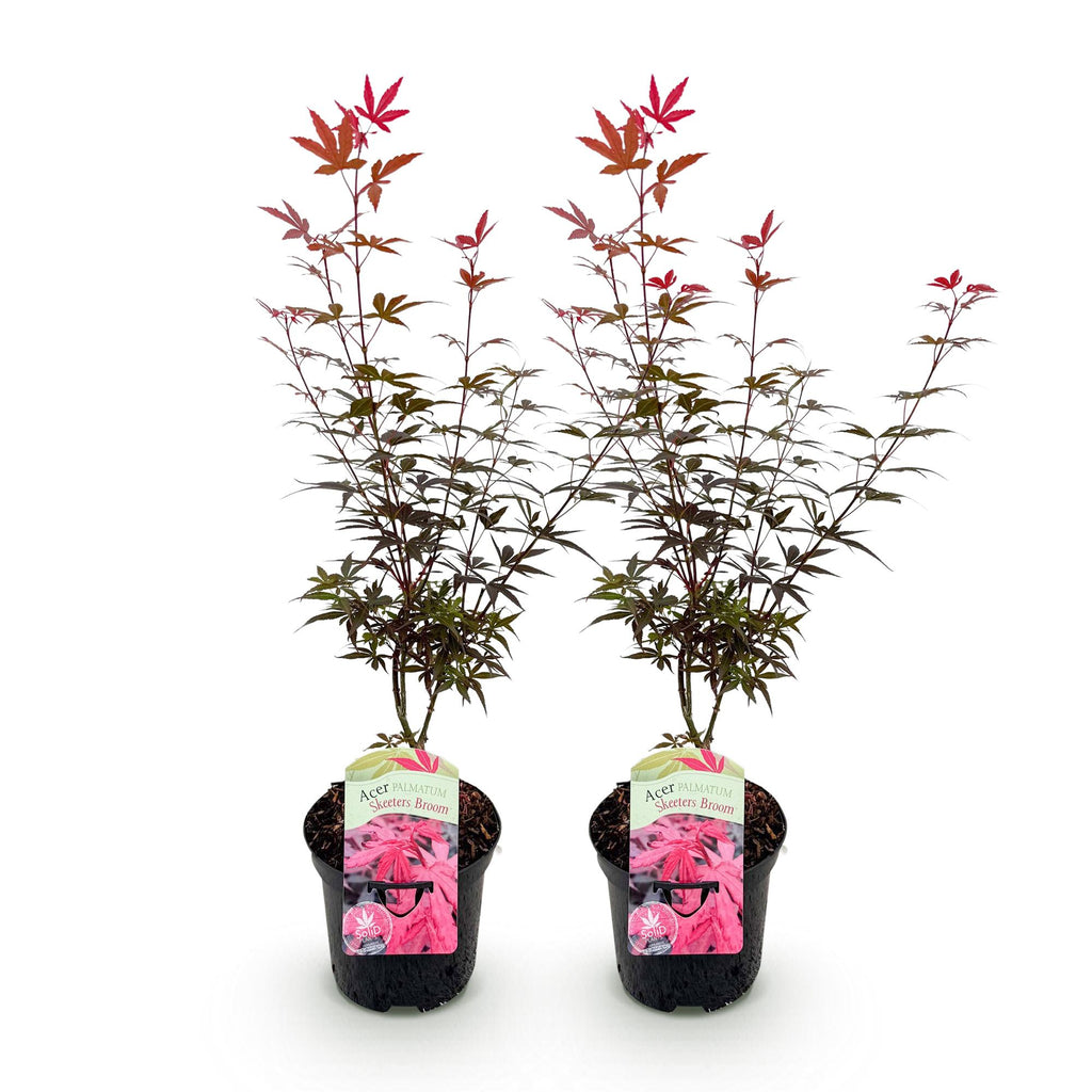 Terrasplant - Japanse Esdoorn - Acer palmatum Skeetsers Broom - Paars - 2 Planten - Bladverliezend - Pot 19cm Hoogte 70cm
