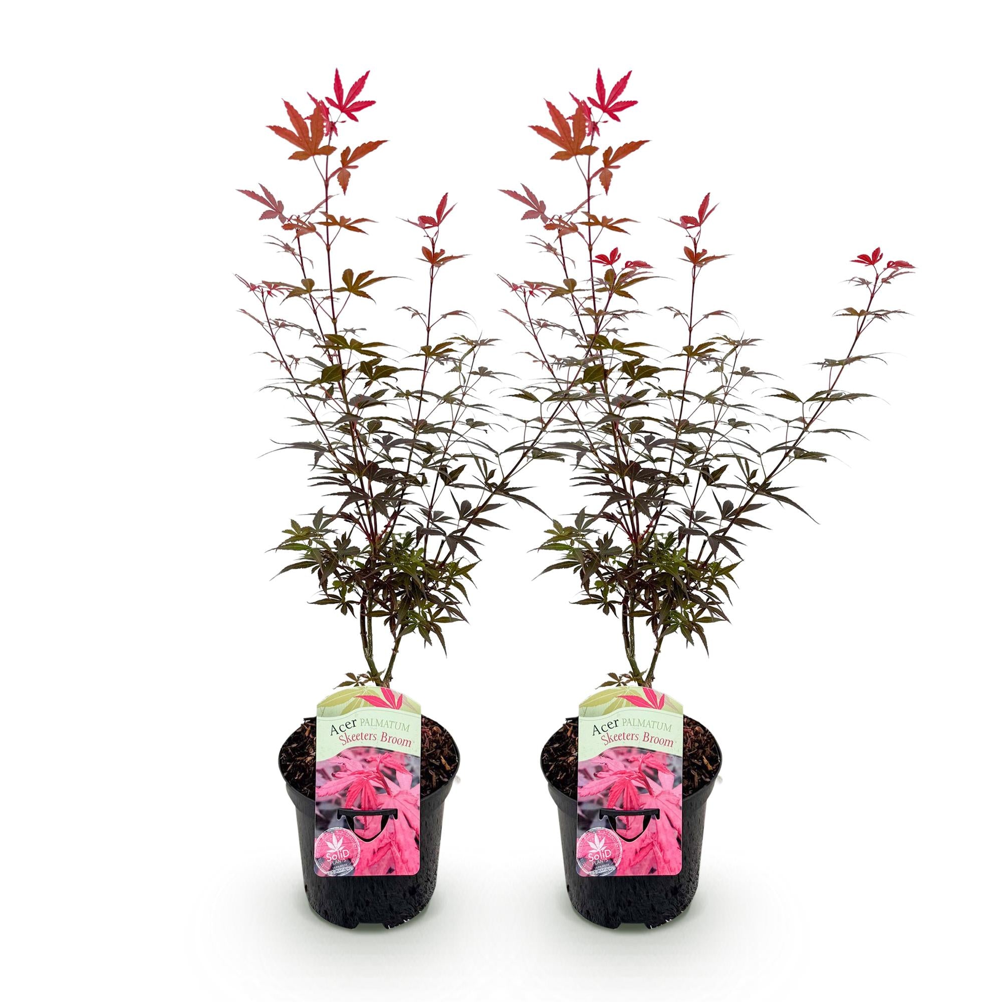 Terrasplant - Japanse Esdoorn - Acer palmatum Skeetsers Broom - Paars - 2 Planten - Bladverliezend - Pot 19cm Hoogte 70cm