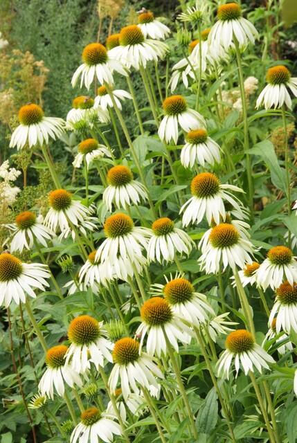 48x Echinacea p. 'White Swan' - ↕10-25cm - Ø9cm