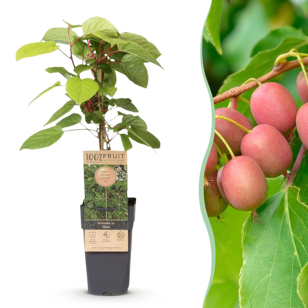 Fruitplant - Actinidia arguta Weiki - Kiwiplant - Mannelijk - Rode - Paarse Vruchtjes - 1 Plant - Pot 15cm - Hoogte 50cm