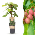 Fruitplant - Actinidia arguta Weiki - Kiwiplant - Mannelijk - Rode - Paarse Vruchtjes - 1 Plant - Pot 15cm - Hoogte 50cm