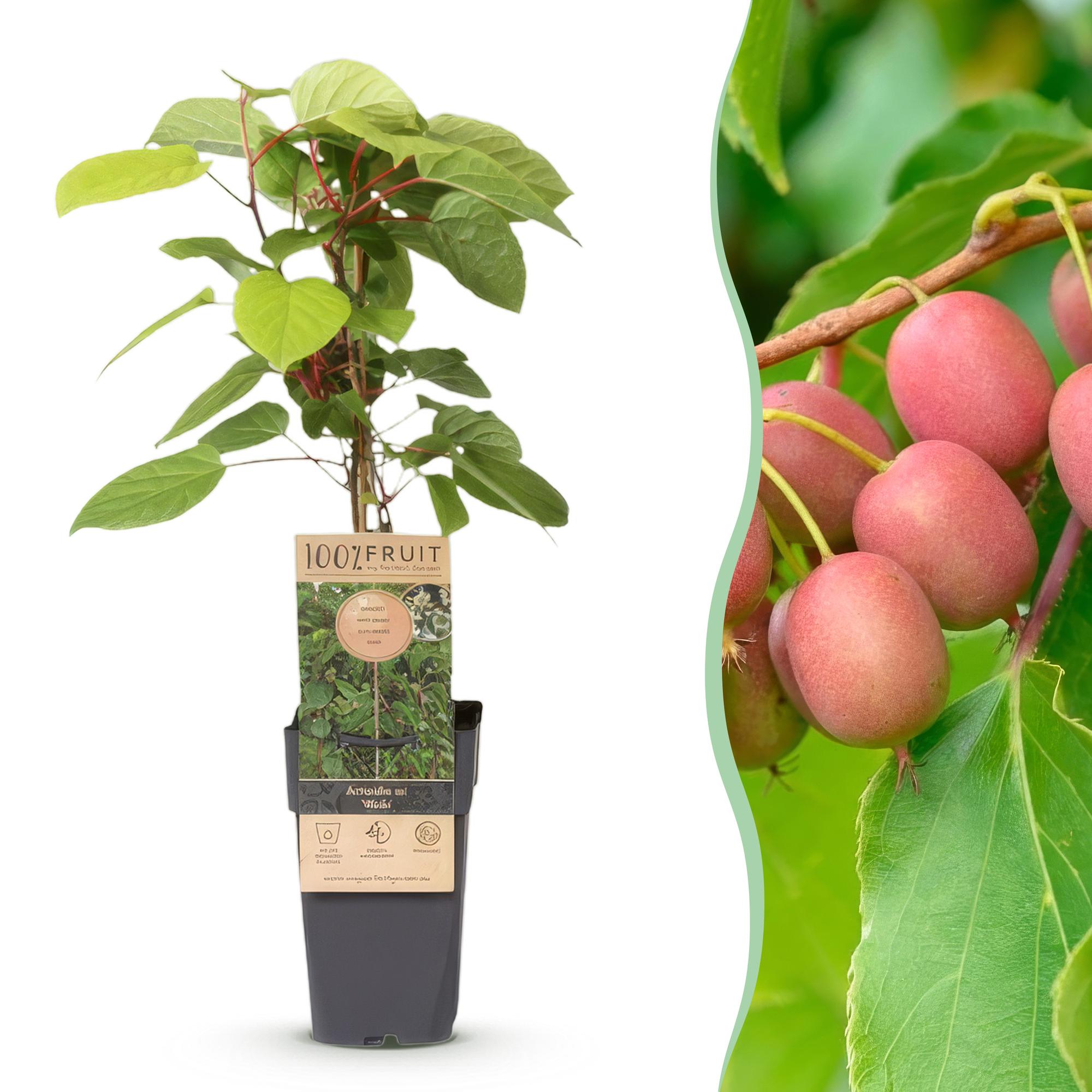 Fruitplant - Actinidia arguta Weiki - Kiwiplant - Mannelijk - Rode - Paarse Vruchtjes - 1 Plant - Pot 15cm - Hoogte 50cm