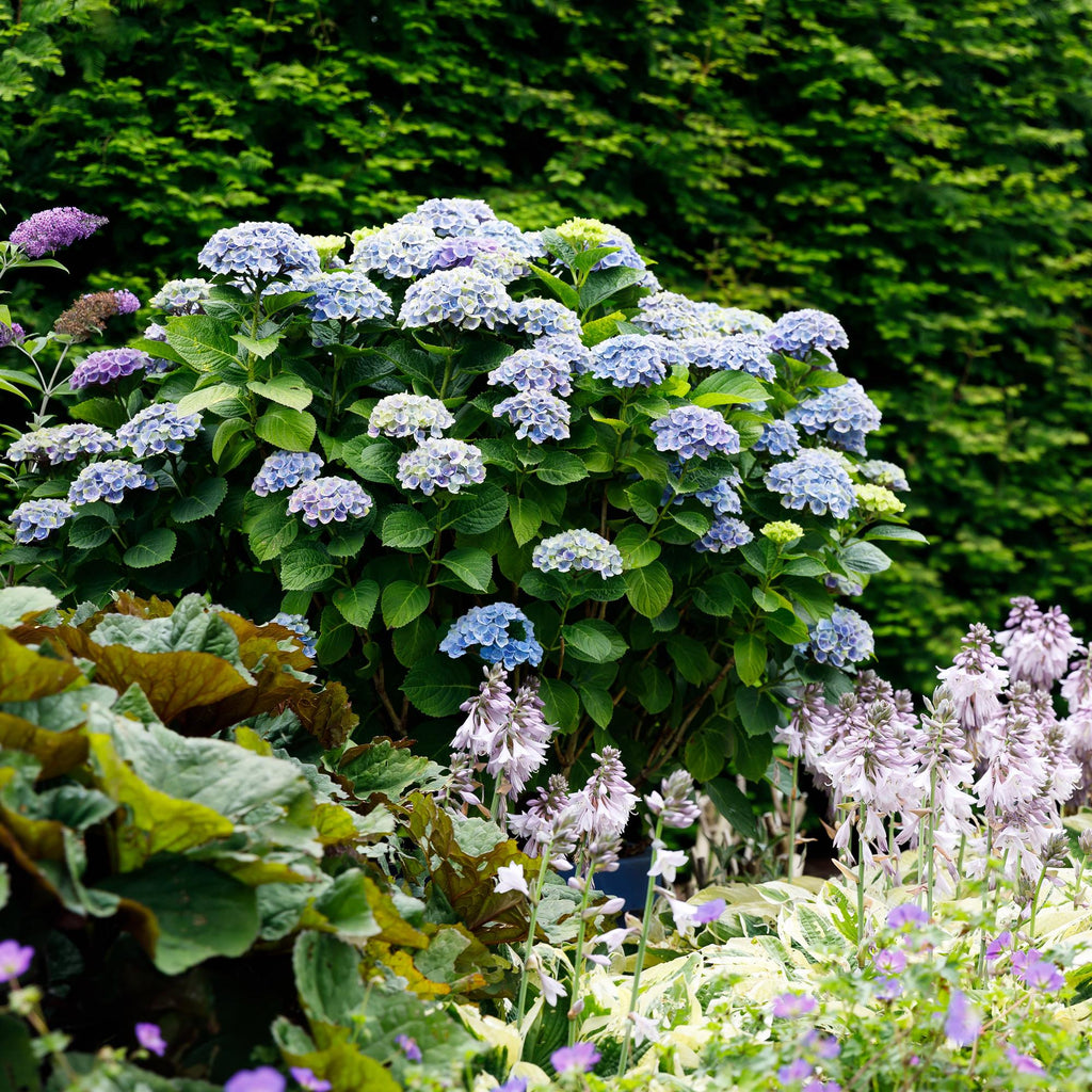 Terrasplant - Hortensia - Hydrangea Magical Revolution Blue - Blauw - 6-10 Bloemen - 2 Planten - Pot 23cm Hoogte 55cm