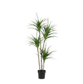 ARTIFICIAL Dracaena - 165cm