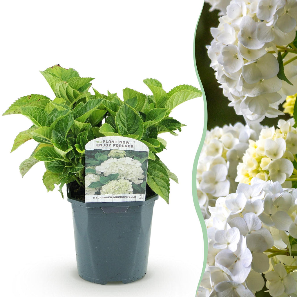 Hortensia - Hydrangea macrophylla Blue - Bloem Wit - 1 Plant - Bladverliezend - Weinig Onderhoud - Pot 17cm Hoogte 30cm
