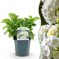 Hortensia - Hydrangea macrophylla Blue - Bloem Wit - 1 Plant - Bladverliezend - Weinig Onderhoud - Pot 17cm Hoogte 30cm