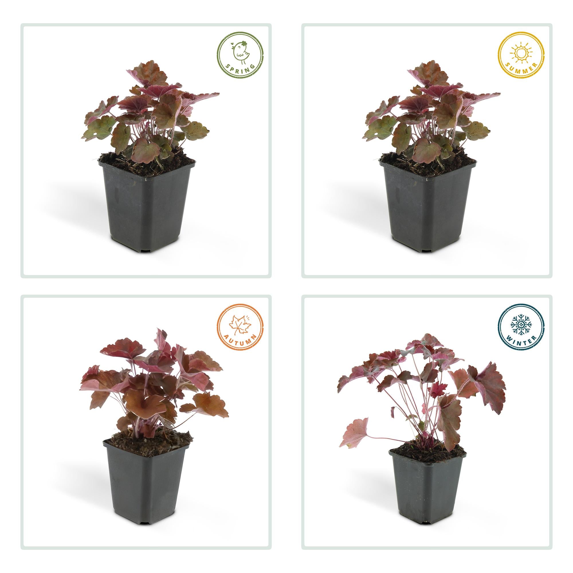 48x Heuchera mic. 'Palace Purple' - ↕10-25cm - Ø9cm