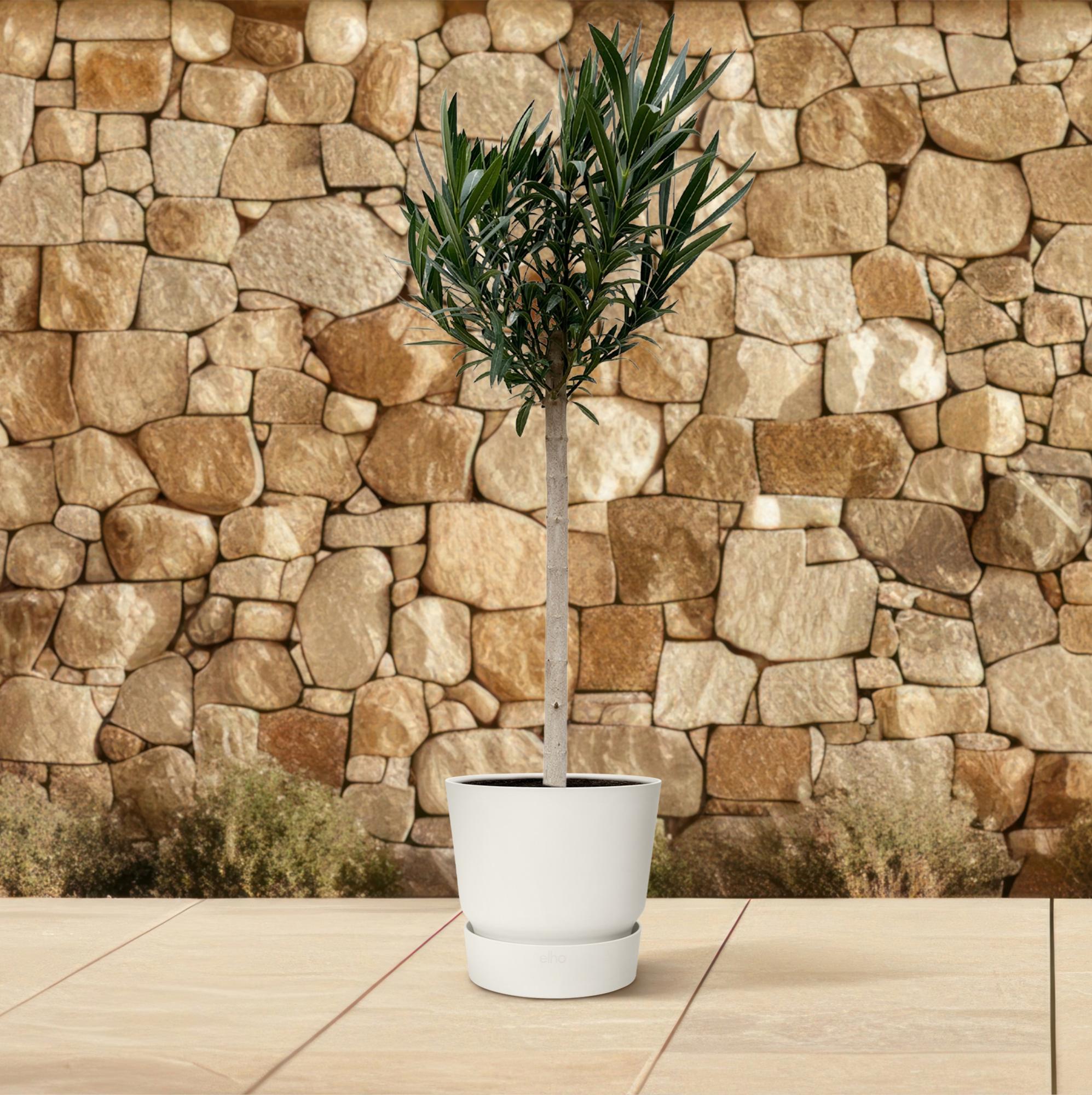 Nerium Oleander op stam met roze bloem - 170cm - Ø30
